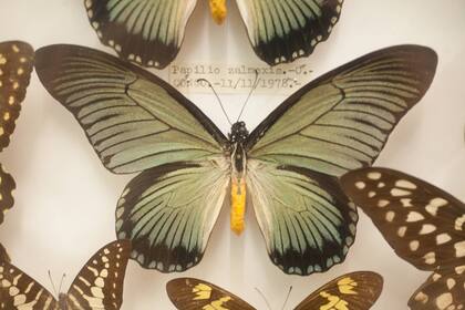 Ejemplares de belleza absoluta se exhiben en Butterflies.