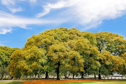 Ejemplares de tipas en el parque 3 de Febrero, una de las especies que se encuentra en mayor número en la Ciudad de Buenos Aires