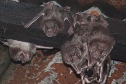 El 10 por ciento de los murciélagos de la provincia de Buenos Aires serían portadores de rabia