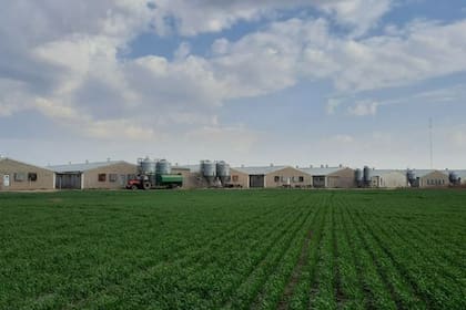 El 100% del grano de maíz producido es consumido en dos granjas de cerdos con 1100 madres (580 en General Villegas y 520 en Saladillo) y en un feedlot, en tanto que un tercio de la soja cosechada se canjea por harina con el mismo destino