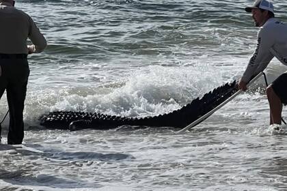 El 12 de octubre, MyFWC Florida Fish and Wildlife recibió llamadas sobre un caimán en la playa de Delray Beach