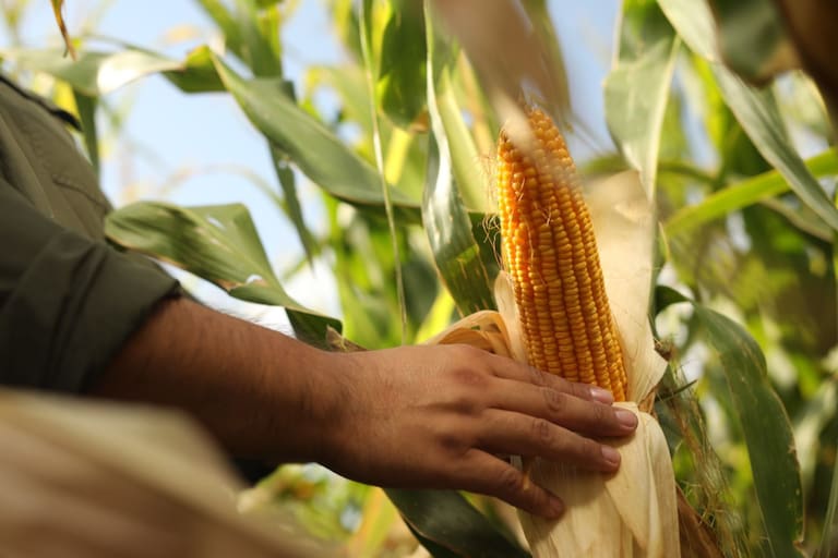 El valor agregado al maíz: Impulsando la diversificación y la economía