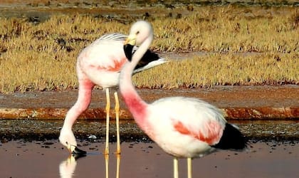 El 18% de las parinas chicas de todo el mundo viven en estas lagunas de Catamarca