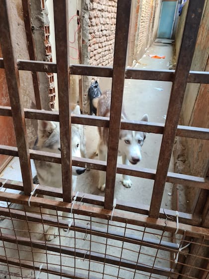 El 1° de abril se realizó un allanamiento en un criadero de perros siberianos