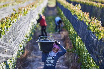 El 1° de febrero se celebra el Día del Trabajador Vinícola en la Argentina, que es una jornada no laboral para quienes se desempeñan en este rubro