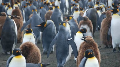 El 25 de abril se celebra el Día Mundial del Pingüino