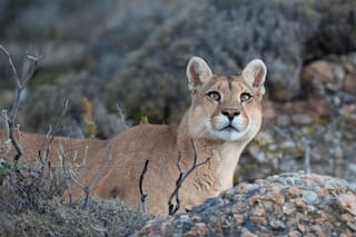 El único puma bueno, es el puma vivo