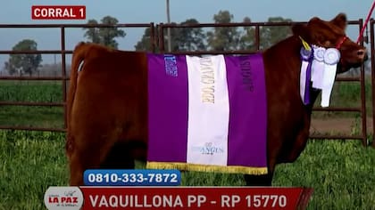 El 50% de la vaquillona colorada del corral 1 se vendió a $16 millones y fue adquirida por la cabaña Don Benjamín