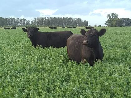 El 60% de la superficie de la parte ganadera está ocupado con pasturas y verdeos y el resto se mantiene como campo natural