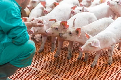 El 60% de los costos de producción de la carne porcina corresponden a la alimentación, de los cuales el 35% es específicamente maíz