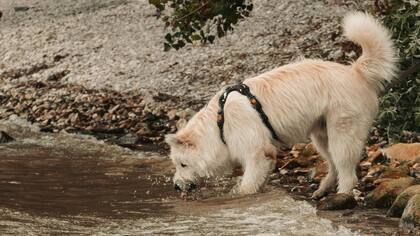 El 60% del peso de un perro adulto es agua