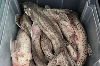 El 67% de los tiburones había ingerido microplásticos