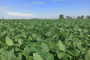 El agro proyecta una inversión de US$24.600 millones para la campaña 2025/26, según un informe