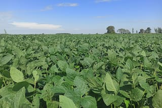 El agro proyecta una inversión de US$24.600 millones para la campaña 2025/26, según un informe