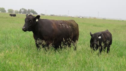 El 75% del ganado de Estados Unidos es Angus
