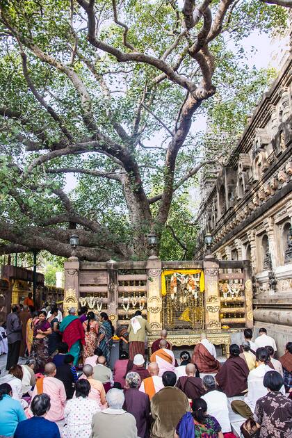 El 8 de diciembre es el Día del Bodhi, y miles de peregrinos se sientan bajo sus ramas a meditar