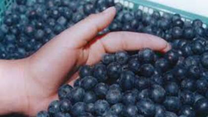 El 90 por ciento de la producción de arándanos en Tucumán se exporta a otros países