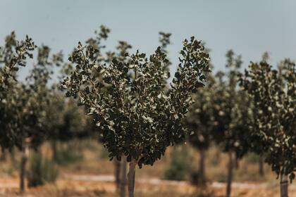 El 90% de lo que se produce en el país se exporta, con Brasil como principal cliente. El mayor productor mundial es Estados Unidos