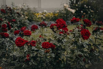 El 91% de los más de 1.000 millones de envíos de flores cortadas que inspeccionaron los especialistas del CBP provenían de América del Sur (Canva)