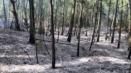 El 95% de los incendios son causados por actividades humanas