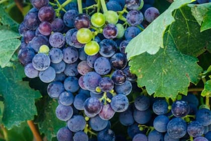 El 95% de la producción de los viñedos orgánicos se vende al exterior