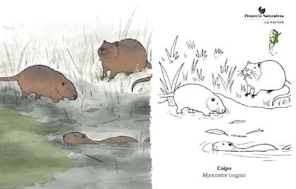 El coipo