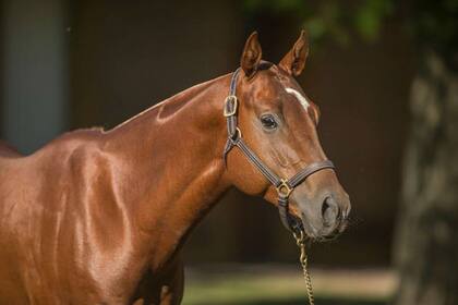 En el país se producen caballos pura sangre de carrera, criollo, para destrezas gauchas y para trabajar en el campo