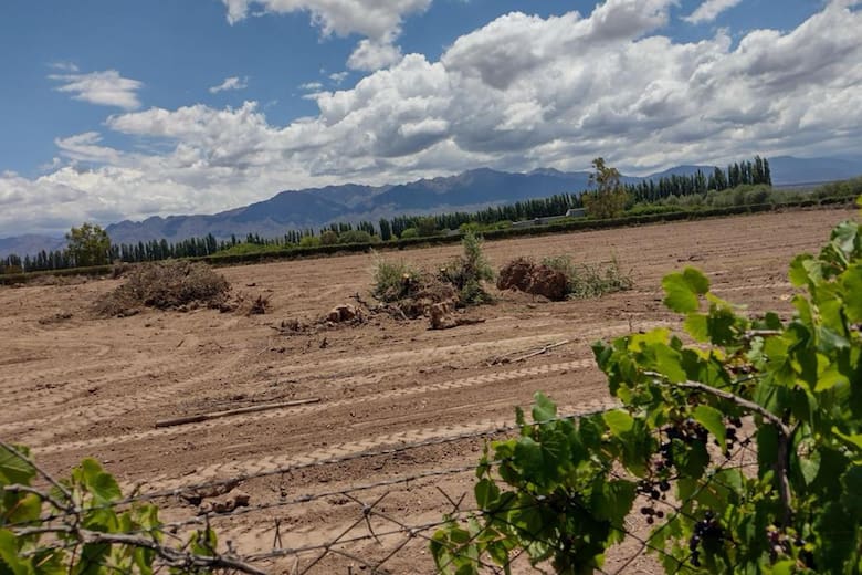 Mendoza