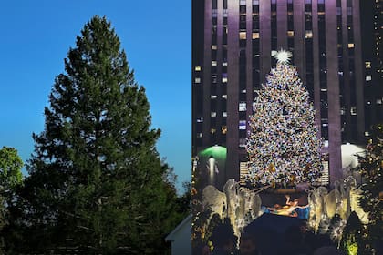 El abeto de más de 23 metros de altura fue trasladado más de 200 kilómetros desde East Greensbush