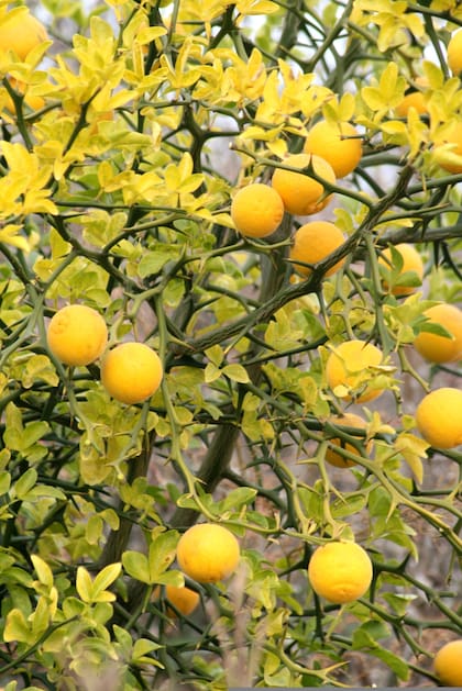 El abono NPK es considerado como el fertilizante ideal para limoneros y otros árboles frutales