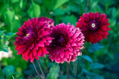 El abono para floración (rico en potasio y fósforo) se puede aplicar durante la fase activa de la planta