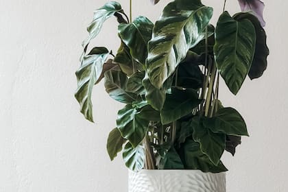 El abono sirve para mantener las hojas verdes de las plantas