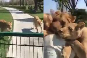 El emotivo abrazo de dos leonas a su cuidadora: cuál es la historia real detrás del video