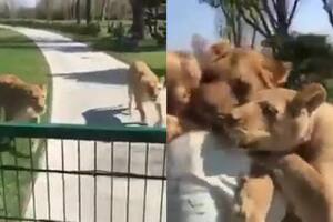 El emotivo abrazo de dos leonas a su cuidadora: cuál es la historia real detrás del video