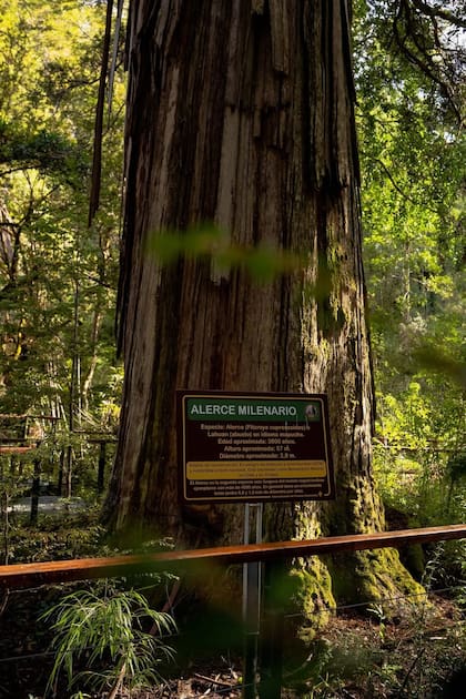 “El Abuelo”, el alerce más antiguo del parque, tiene unos 2620 años y es uno de los mayores símbolos del área protegida