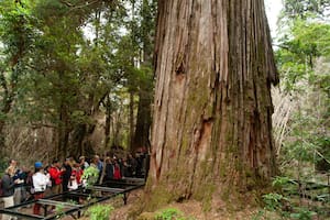 Alarma por El Abuelo, el alerce de más de 2600 años que tiene al fuego cada vez más cerca