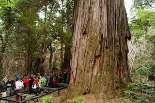 Alarma por El Abuelo, el alerce de más de 2600 años que tiene al fuego cada vez más cerca