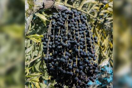 El açaí es uno de los alimentos que ganó popularidad (Foto Pexels)