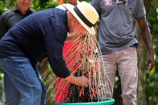 El açaí, tan popular en todo el mundo en desayunos y batidos, se come diferente en Brasil