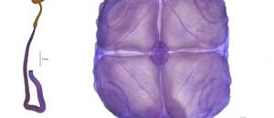 Una nueva especie descubierta por el Conicet fue elegida entre las diez más emblemáticas del mundo