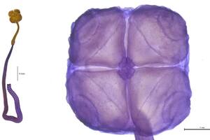 Una nueva especie descubierta por el Conicet fue elegida entre las diez más emblemáticas del mundo