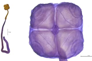 Una nueva especie descubierta por el Conicet fue elegida entre las diez más emblemáticas del mundo