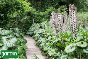 El acanto permite ocupar sectores sombríos y mantener coherencia vegetal en espacios largos y estrechos