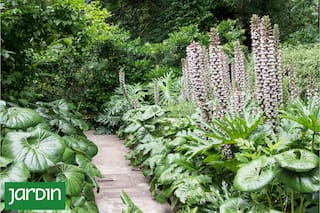 La planta selvática que crece cómoda entre medianeras y transforma cualquier pasillo urbano