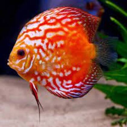 El acará-disco, originario de la Amazonia