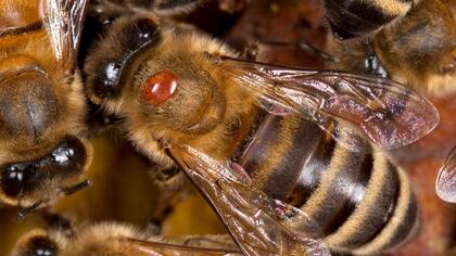 El ácaro Varroa destructor, el punto rojo que se ve sobre la abeja, chupa la hemolinfa (sangre) de las abejas y les transmite varios virus como el que causa la deformación de las alas