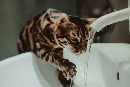 El acceso a la hidratación es fundamental para los gatos con diabetes (Foto Pexels)