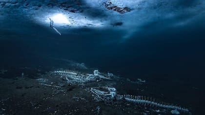 El acceso de los buzos al océano era un pequeño agujero triangular excavado en el hielo (Foto: Alex Dawson)