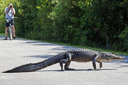 El acceso de Shark Valley permite asomarse a los Everglades, con posibilidades de encuentros cercanos con sus habitantes