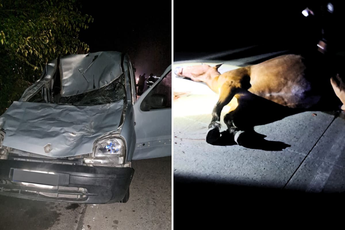 La Plata: un hombre chocó contra un caballo en plena ruta y murió